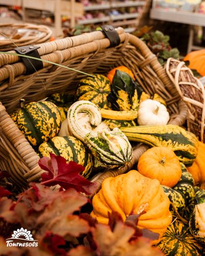Panier de potirons et coloquintes pour une déco d'automne chaleureuse.